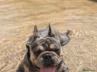 French Bulldog dogs - Advert 22