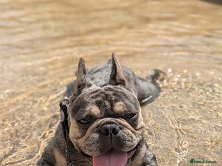 French Bulldog dogs Biscuit the KC REGISTERED French Bulldog Stud 💙🐶 - Advert 15