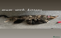 American Shorthair cats for sale: Mixed Shorthair Kittens - Image 8