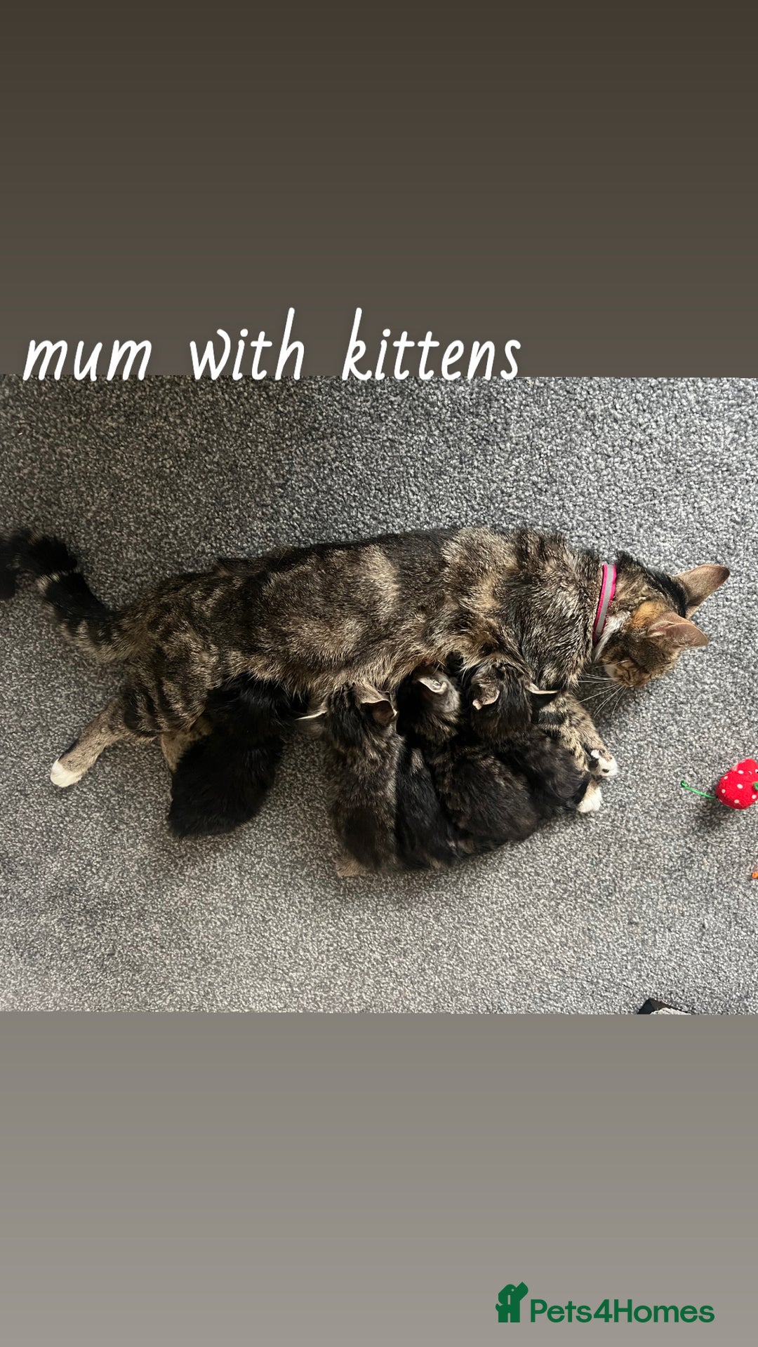 American Shorthair cats for sale: Mixed Shorthair Kittens - Image 8