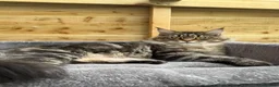 Maine Coon cats for sale: Maine coon kittens - Advert 18