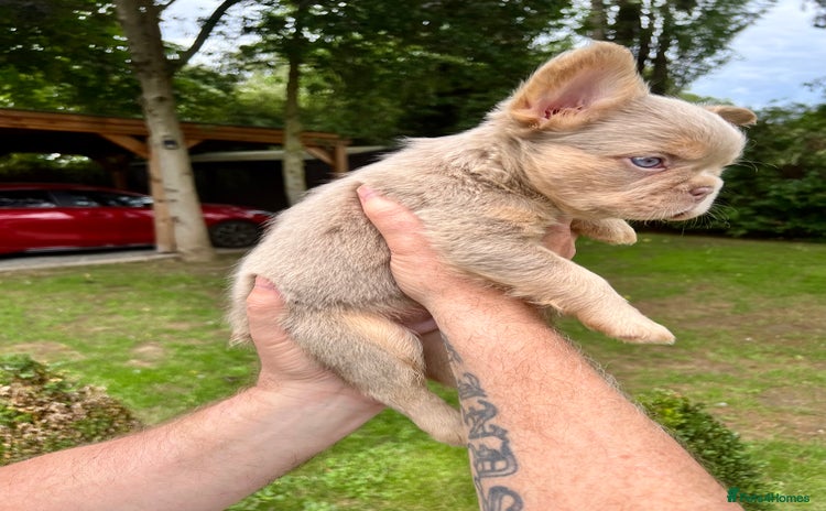 French Bulldog dogs - Advert 2