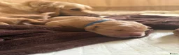 Golden Retriever dogs for sale: Beautiful Golden Retriever Puppies - Advert 3