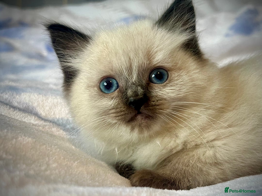 Ragdoll cats for sale: Pure Ragdoll Kittens - Image 14