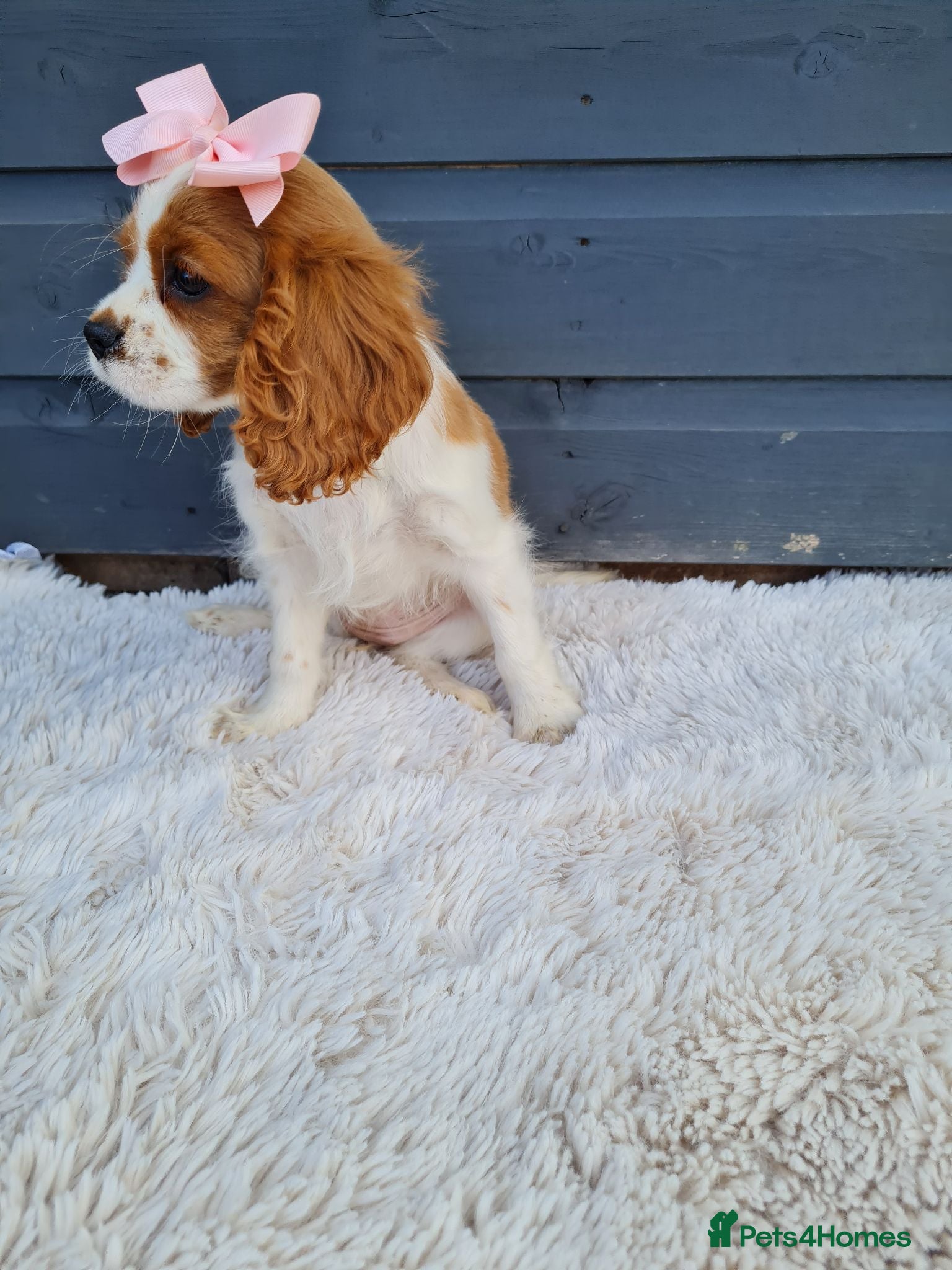 Cavalier King Charles Spaniel dogs Exquisite cavalier spaniel puppies  - Advert 2