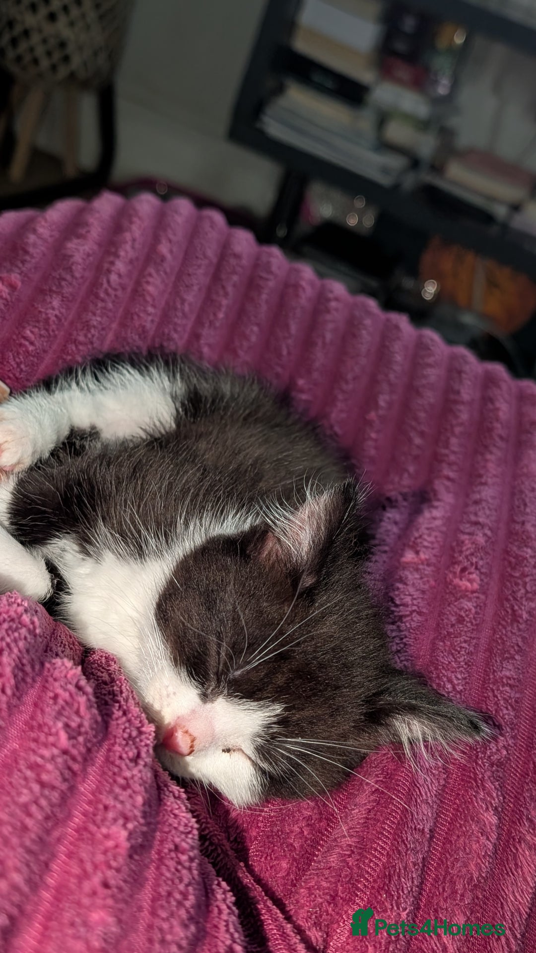 British Longhair cats for sale: Female  - Advert 3