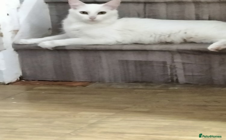 Turkish Angora cats - Advert 2