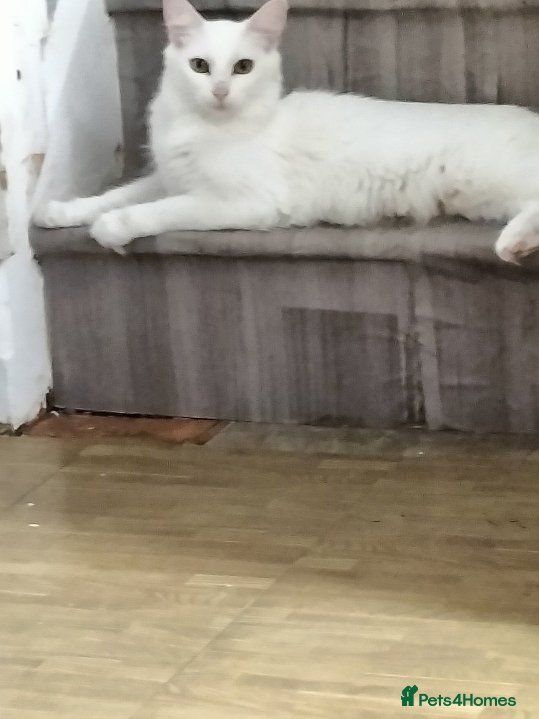 Turkish Angora cats for sale: Cat for sale  - Image 1