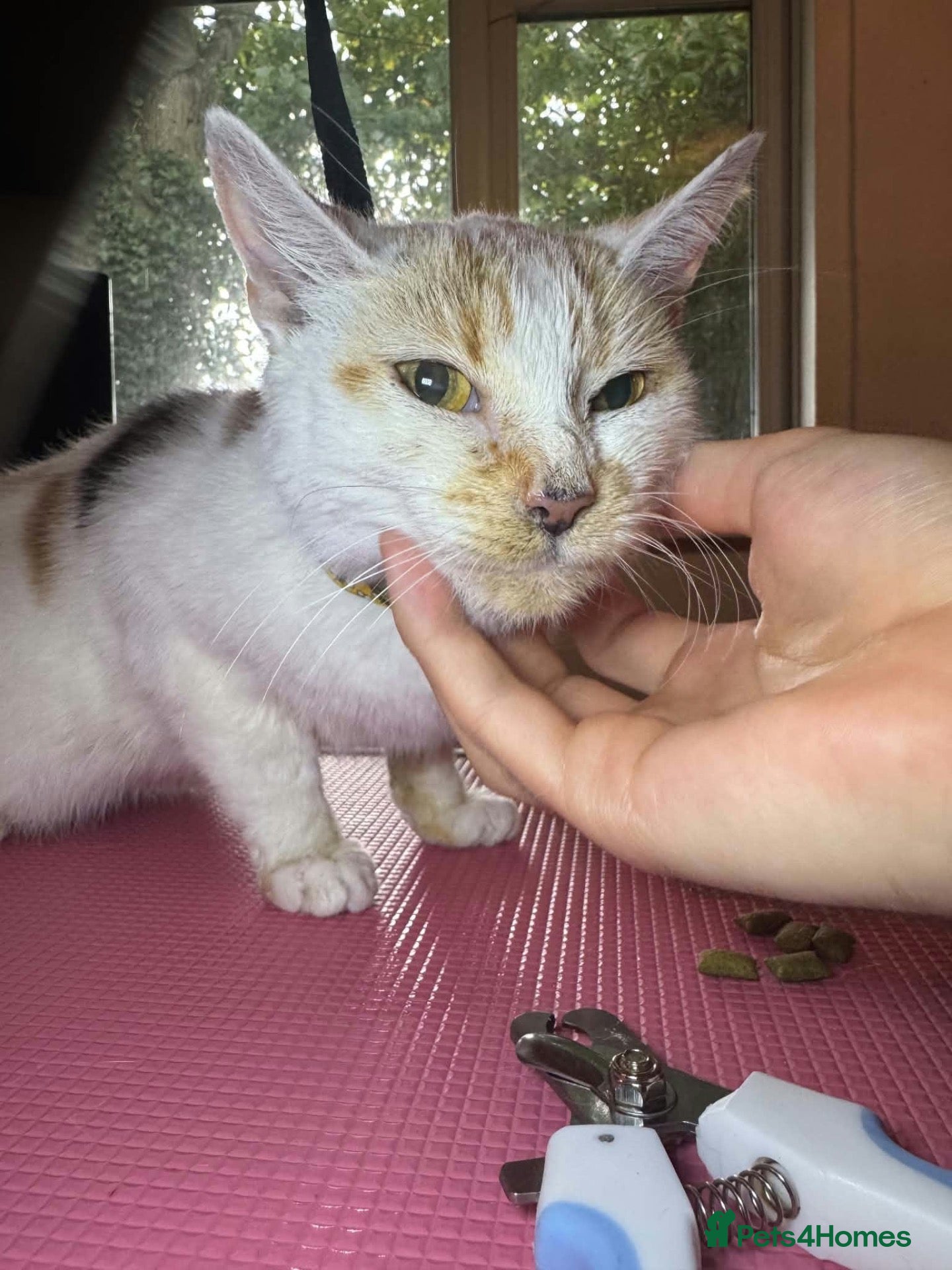 Mixed Breed cats for sale: Peach (rescue) looking for a loving, cat-free home - Advert 2