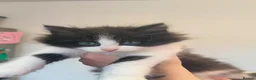 Mixed Breed cats for sale: Black and white and black females  - Advert 2