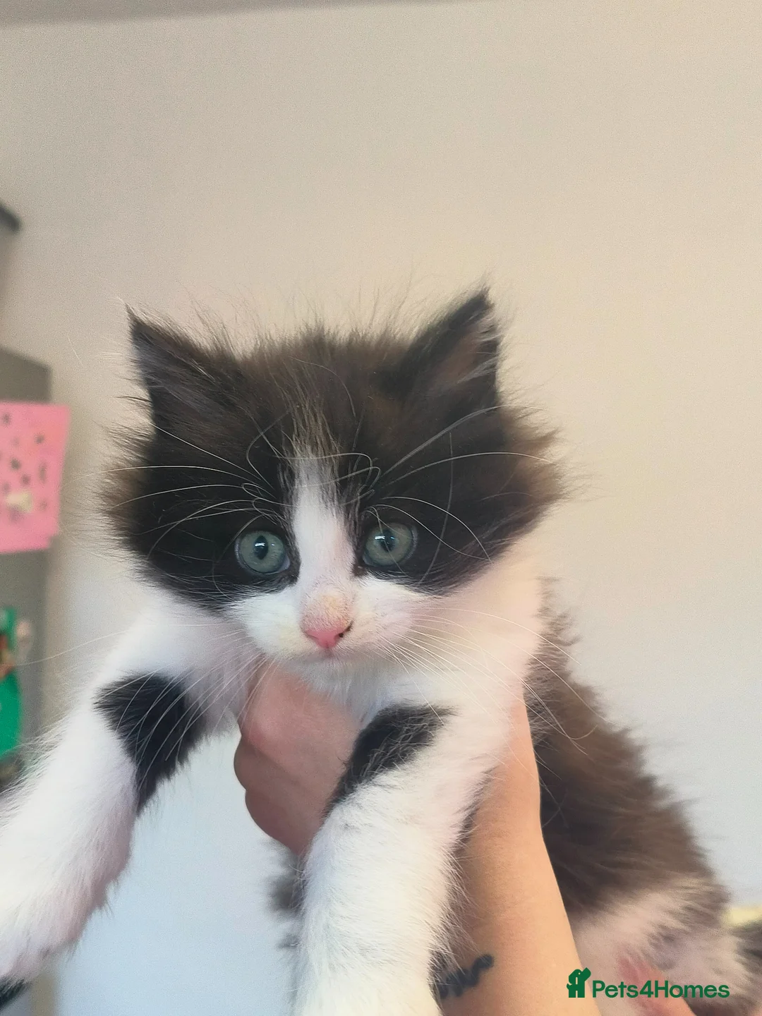 Mixed Breed cats for sale: Black and white and black females  - Advert 2