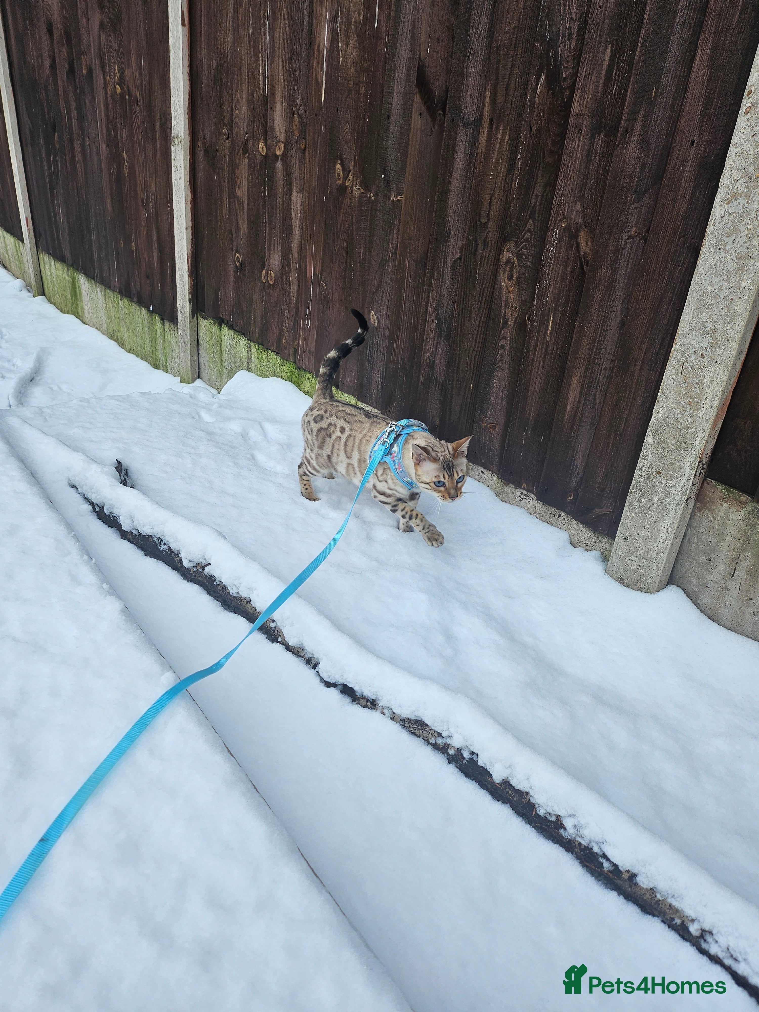 Bengal cats Snow bengal female TICA registered  - Advert 1