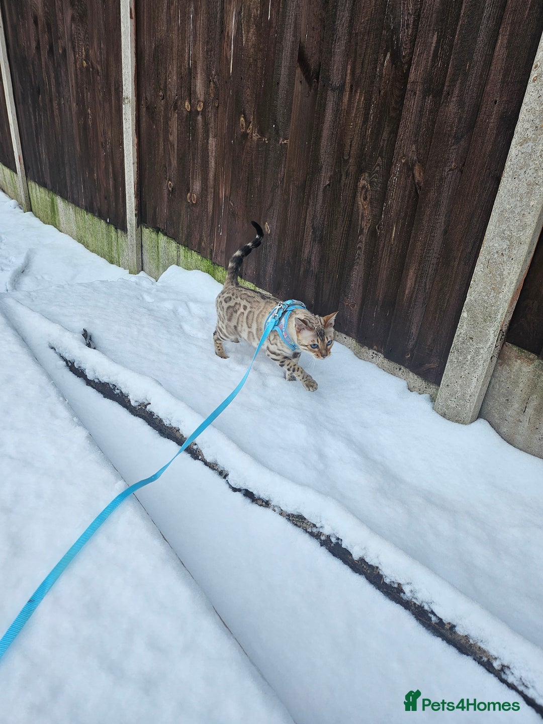 Bengal cats for sale: Snow bengal female TICA registered  - Advert 1