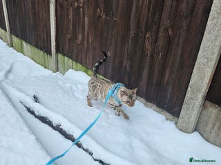 Bengal cats Snow bengal female TICA registered - Advert 8