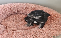 Frug dogs for sale: Last Black & Tan Frug Boy 🥰 - Image 1