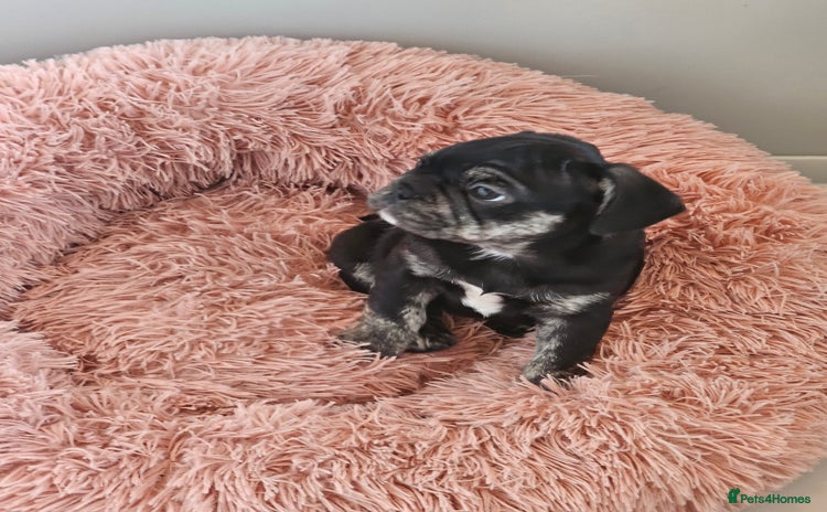 Frug dogs - Advert 2