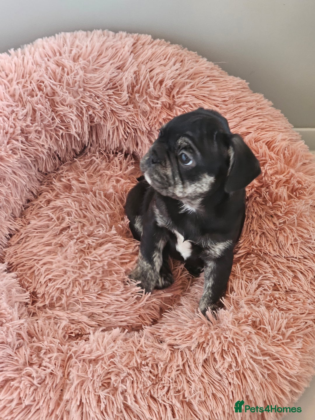 Frug dogs for sale: Last Black & Tan Frug Boy 🥰 - Image 1