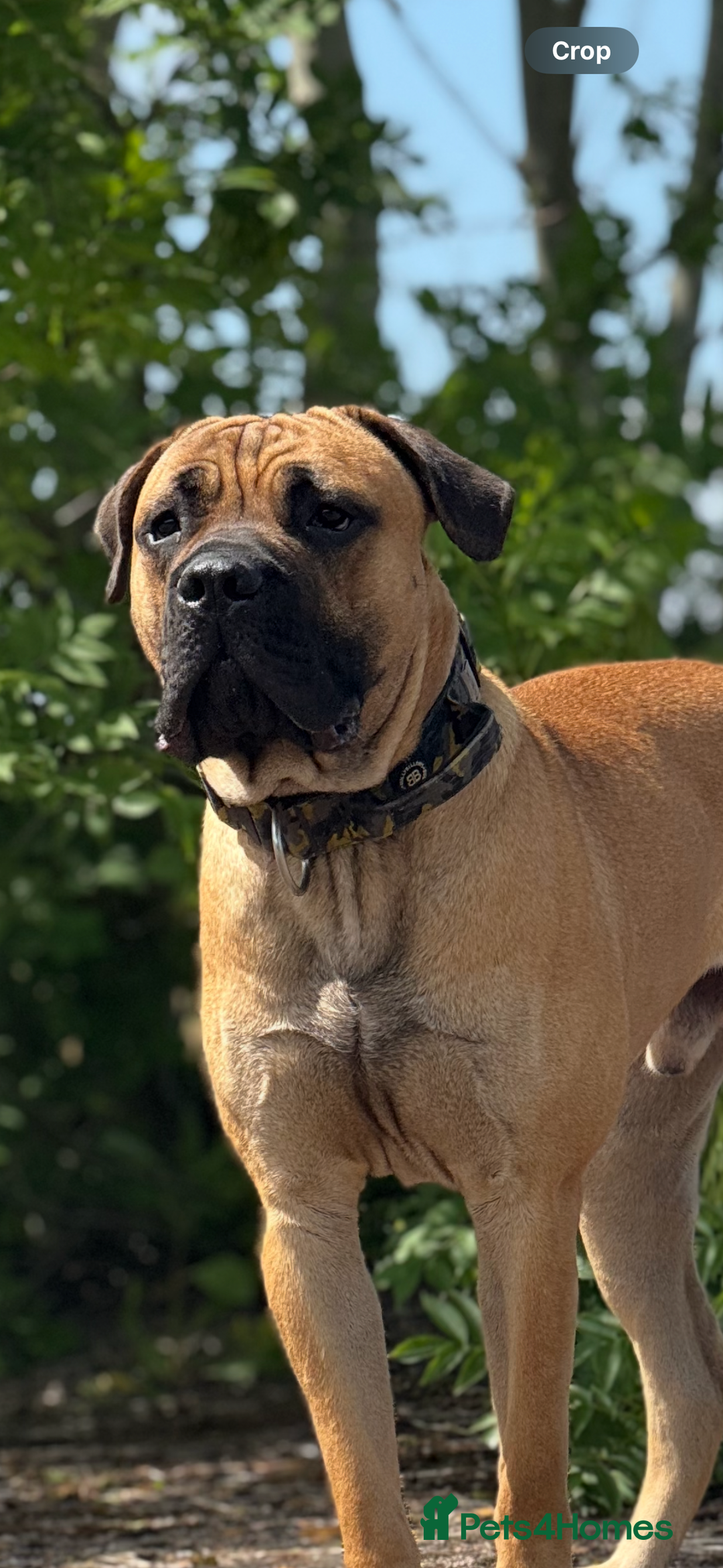 Cane Corso dogs for stud: STUD AVAILABLE  - Advert 2
