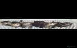 Maine Coon cats for sale: 7 Gorgeous Kittens Maine Coon Tabby Mix - Image 1