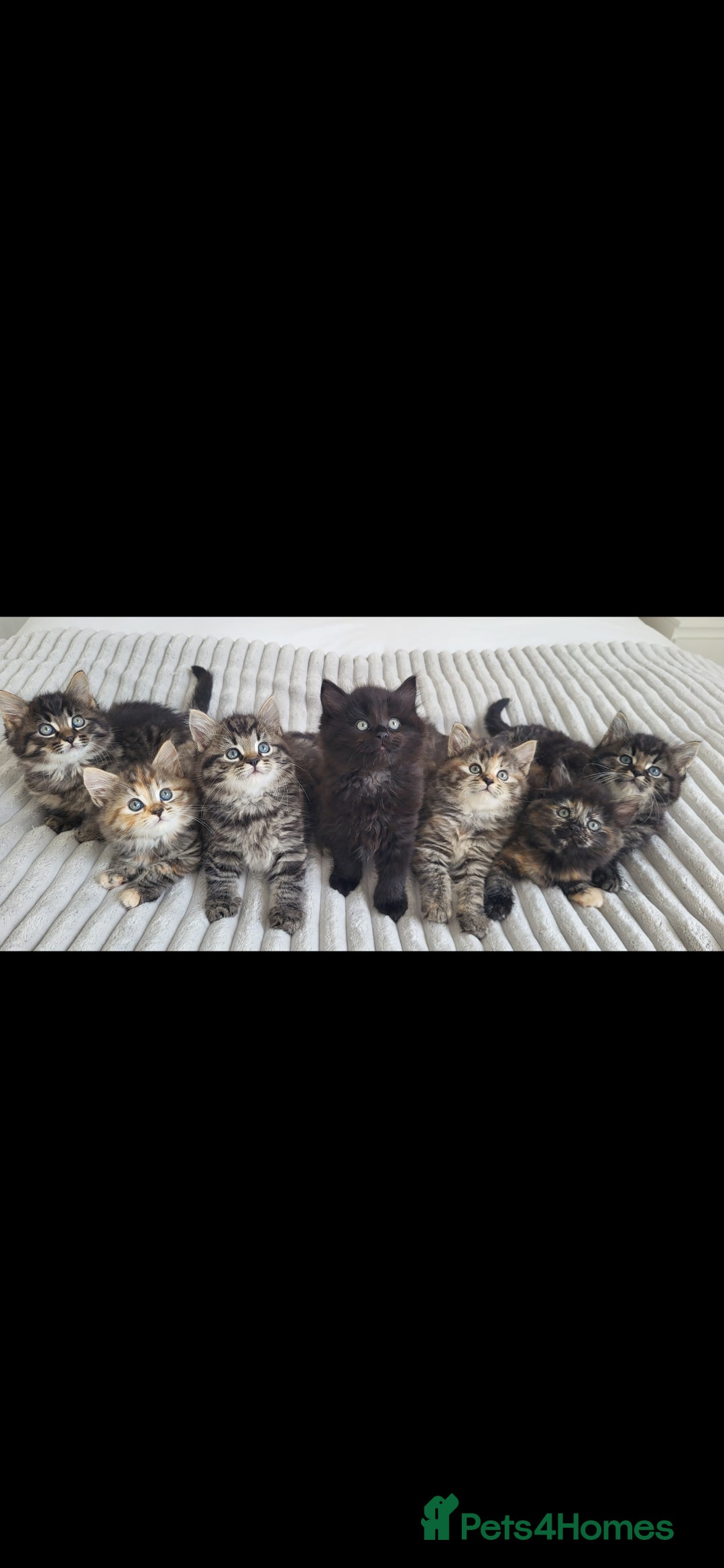 Maine Coon cats for sale: 7 Gorgeous Kittens Maine Coon Tabby Mix - Image 1