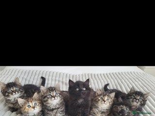 Maine Coon cats - Advert 1