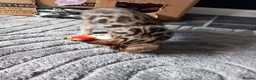 Bengal cats for sale: ✨Bengal Kittens Ready 17th June✨ - Advert 19