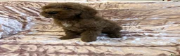 Goldendoodle dogs for sale: Beautiful doodles looking for forever homes - Advert 21