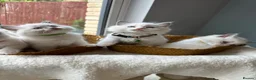 Ragdoll cats for sale:  TICA Quality Beautiful ragdoll kittens 😻🌟 - Advert 12