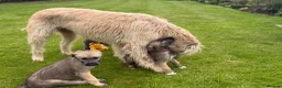 Irish Wolfhound dogs for sale: Irish wolfhound puppies for sale - Advert 5