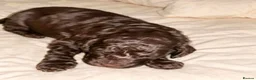 Mixed Breed dogs for sale: ADORABLE F1BB GOLDENDOODLE PUPPIES in Todmorden - Advert 3
