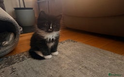 Mixed Breed cats for sale: 3 Gorgeous Long Hair Kittens Available - Image 20