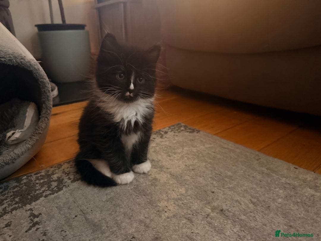 Mixed Breed cats for sale: 3 Gorgeous Long Hair Kittens Available - Image 20