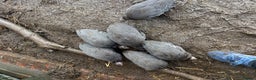 Guinea Fowl poultry for sale: 6 guinea fowl 13 weeks - Advert 1