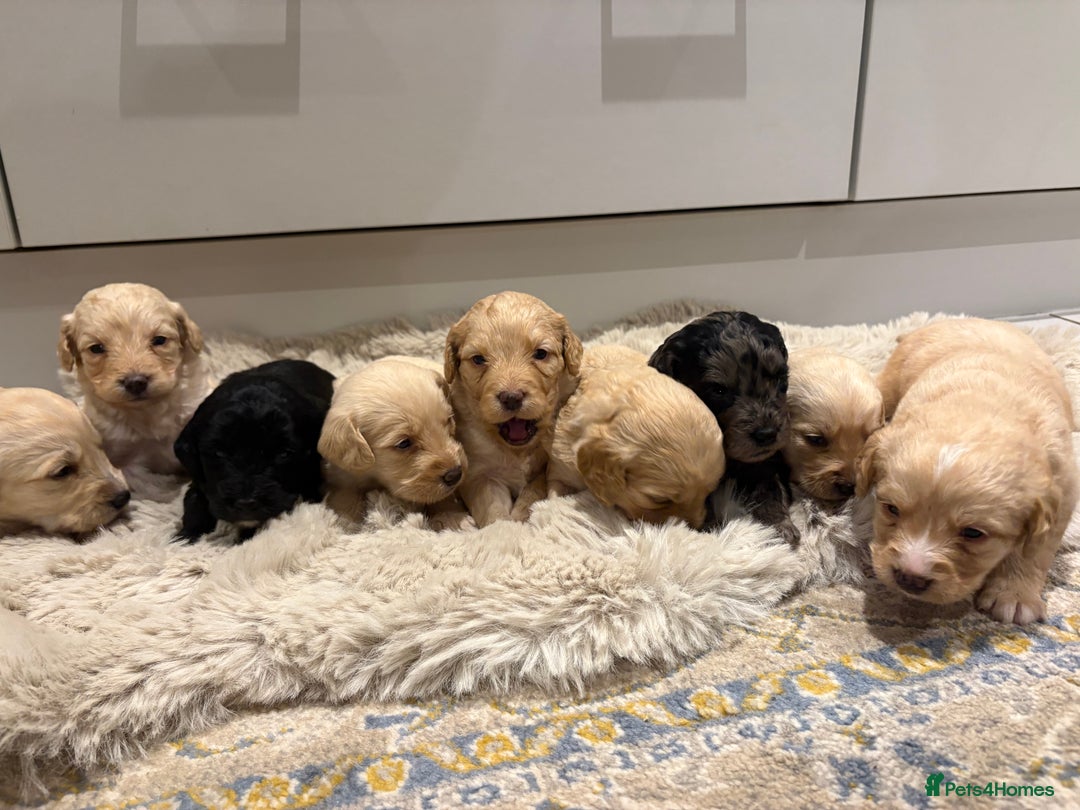 Labradoodle dogs for sale: Miniature Labradoodle Pups - Image 2