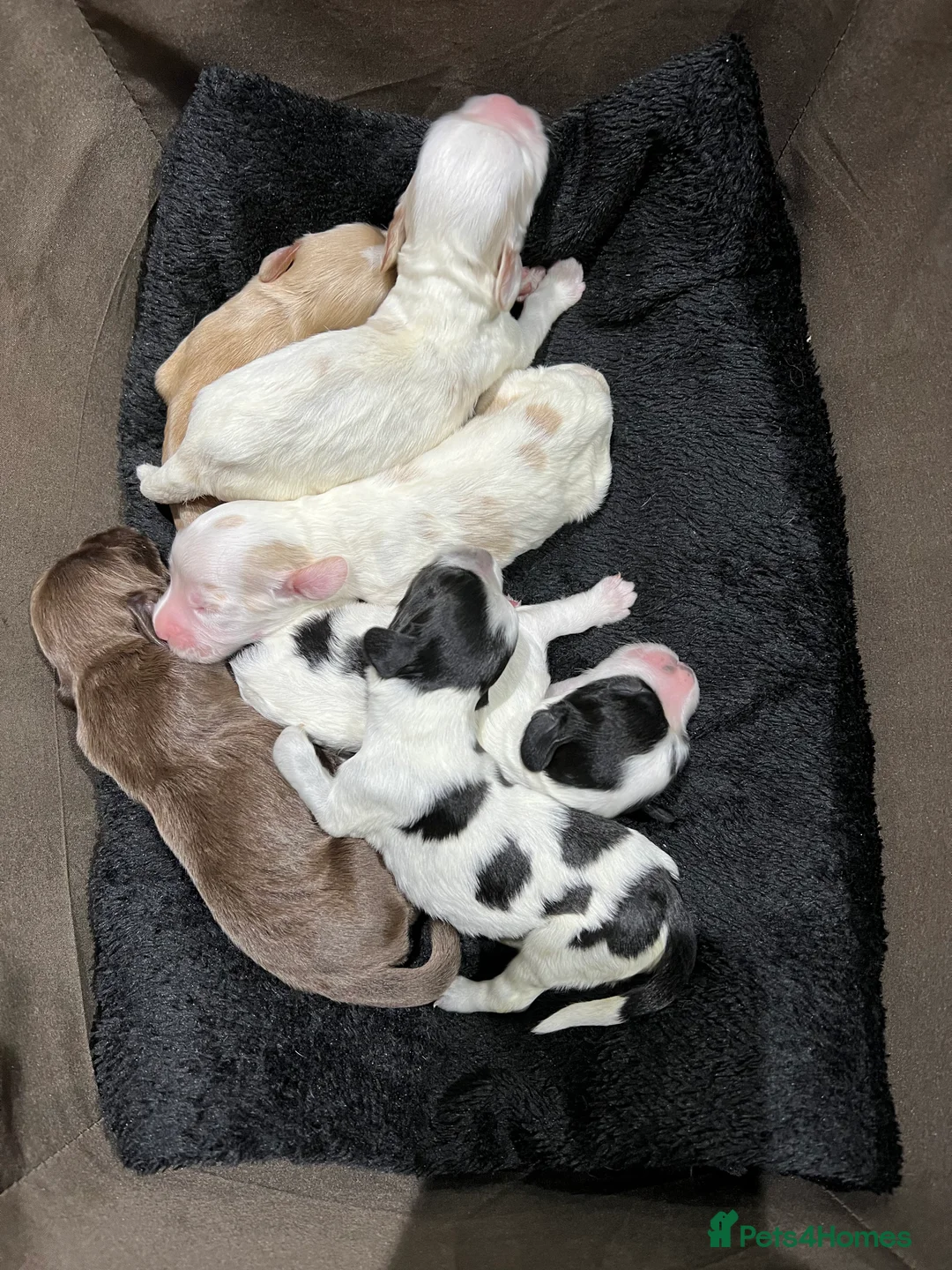 Cocker Spaniel dogs for stud: Fully health tested blue roan cocker in Preston - Advert 4