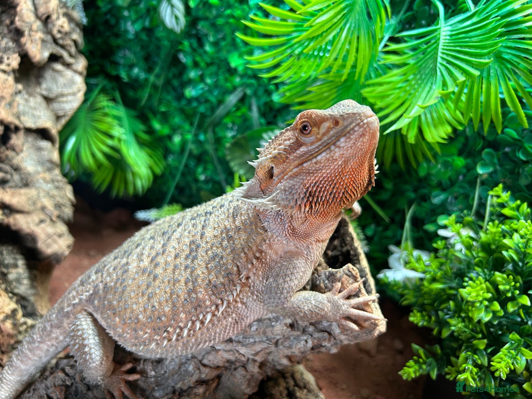 Bearded Dragon reptiles for sale: Bearded Dragon and full set up  - Image 3