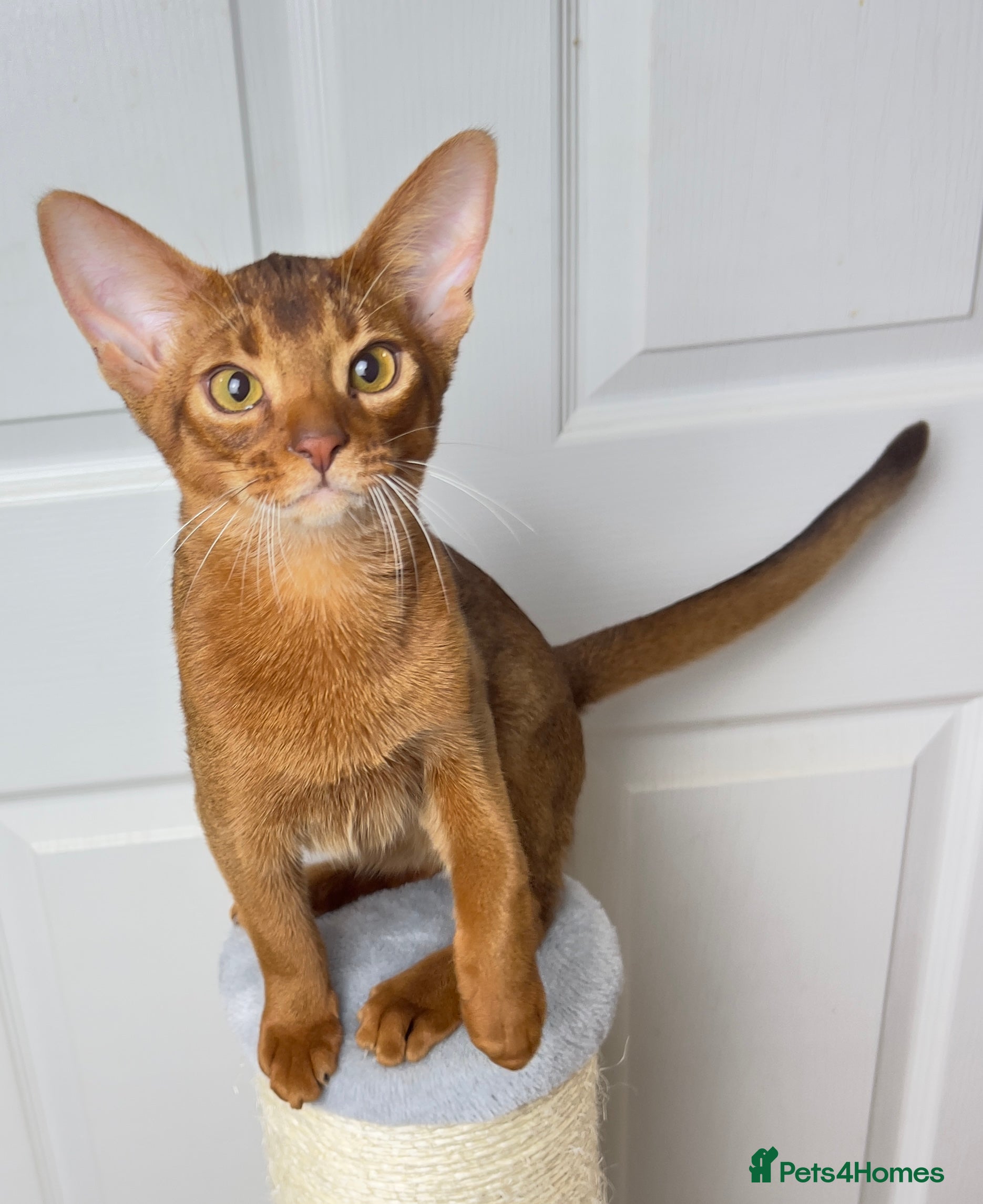 Abyssinian cats Raised with Love Abyssinian Kittens - Advert 3