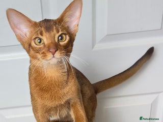 Abyssinian cats Raised with Love Abyssinian Kittens - Advert 3