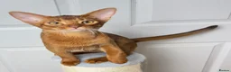 Abyssinian cats for sale: One boy left🤎Raised with Love Abyssinian Kittens - Advert 4