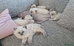 Ragdoll cats for sale: Beautiful ragdoll kittens  - Image 7