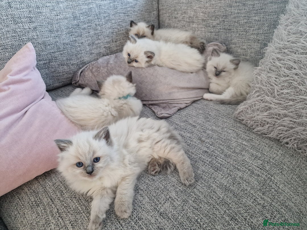 Ragdoll cats for sale: Beautiful ragdoll kittens  - Image 7
