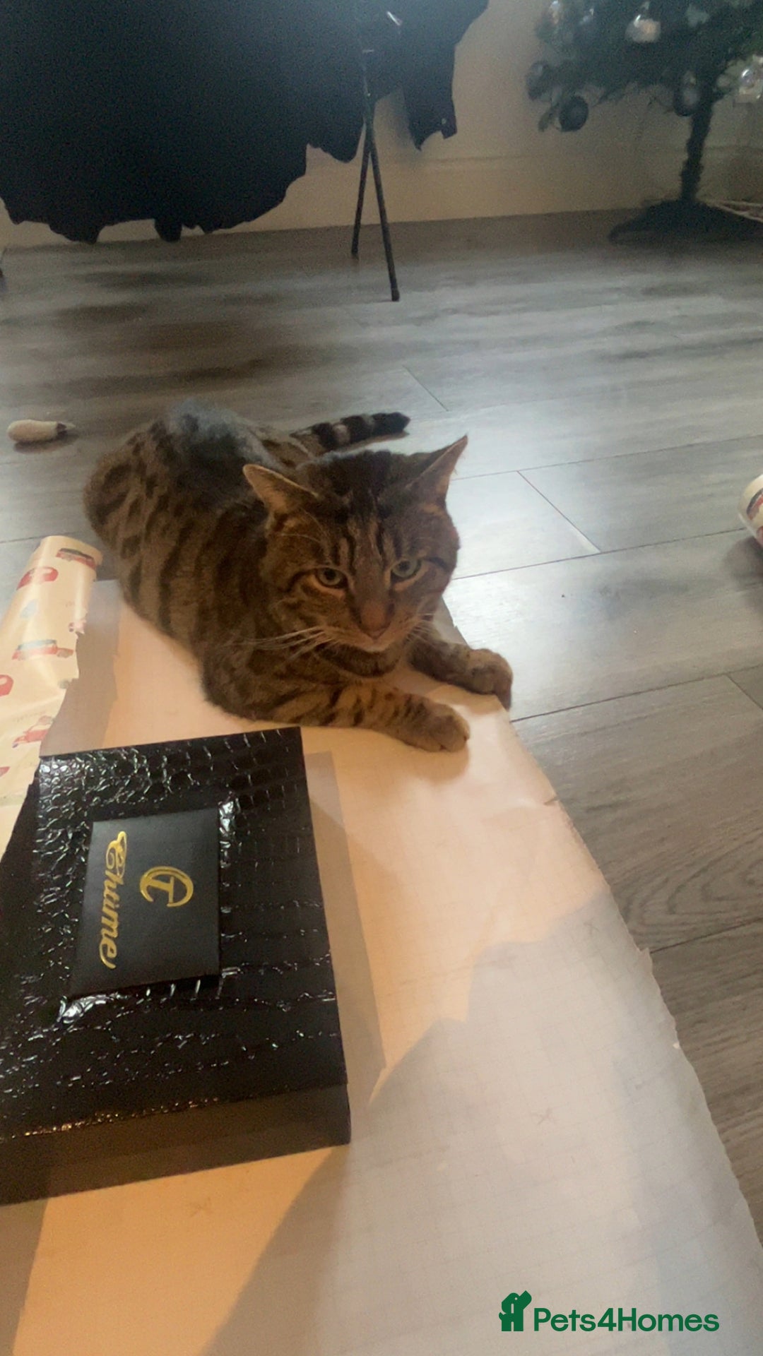 British Shorthair cats for sale: Male 2/3 yr old cat - Advert 2