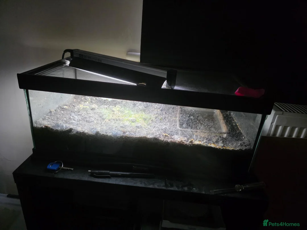 Frog reptiles for sale: CB24 CHUBBY FROG & TIZNIT TOAD - Advert 6