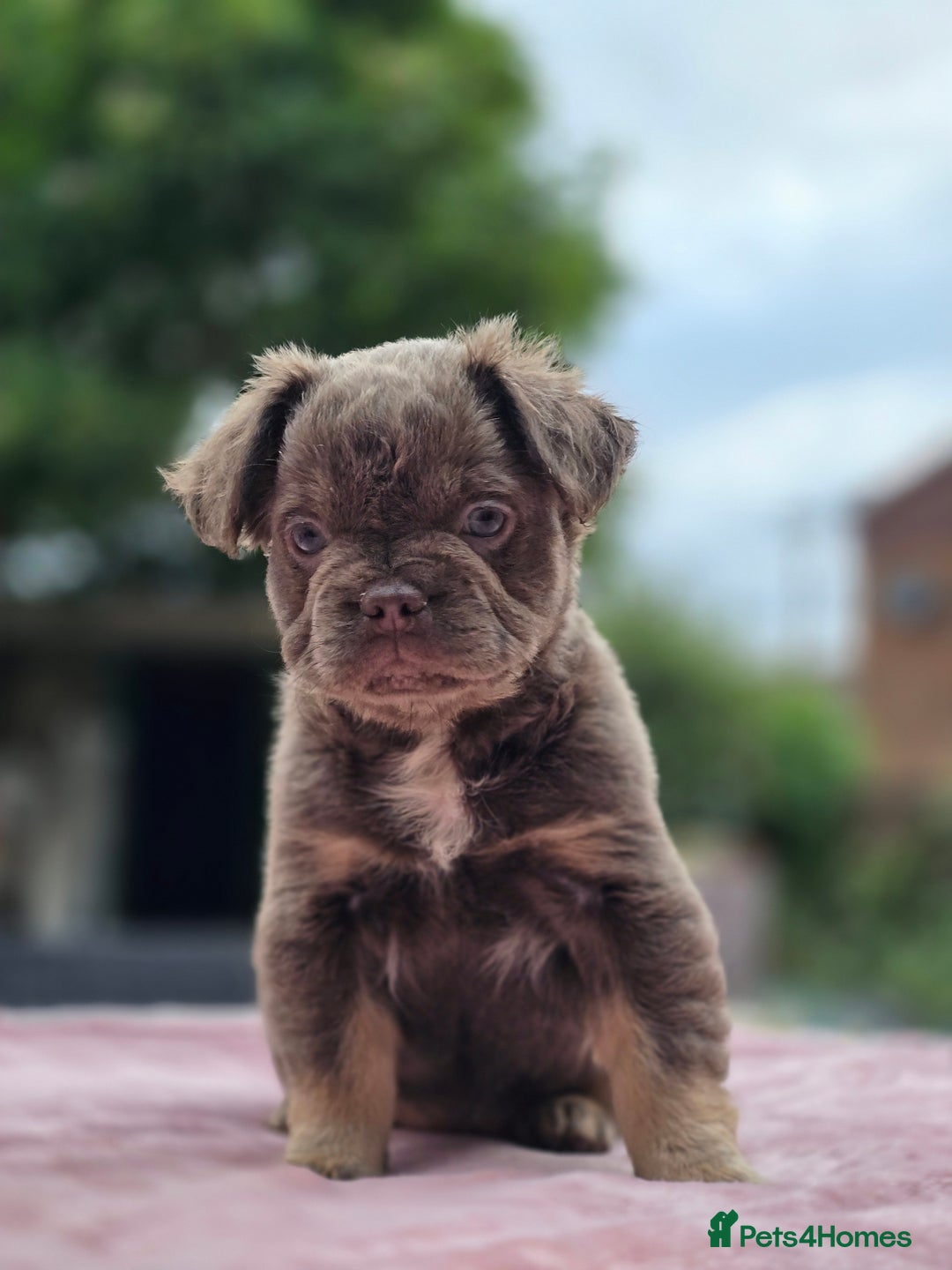 French Bulldog dogs for sale: Fluffy french bulldogs carrying Pink - Image 22