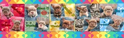 French Bulldog dogs for sale: Quality Puppies from highly health tested Parents - Advert 2