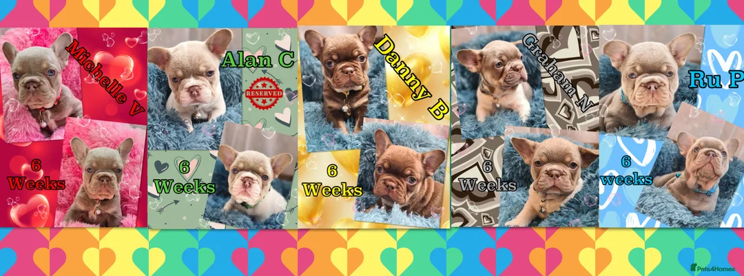 French Bulldog dogs for sale: Quality Puppies from highly health tested Parents - Advert 2