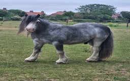 Irish Cob horses for sale: 12hh Pony for sale - Image 1
