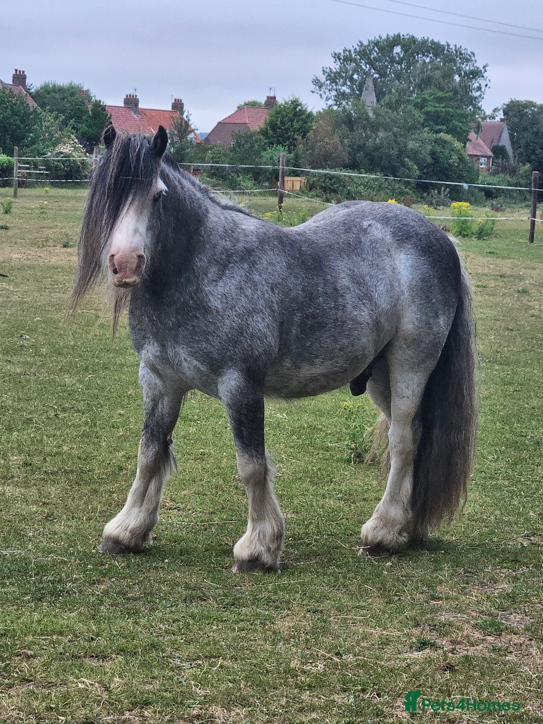 Irish Cob horses for sale: 12hh Pony for sale - Image 1