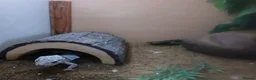 Gecko reptiles for sale: 2 male geckos with 1 setup  in Bridgend - Advert 4