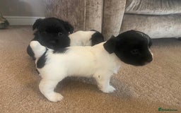 Jack Russell dogs for sale: Beautiful jack Russell terrier puppies  - Image 7